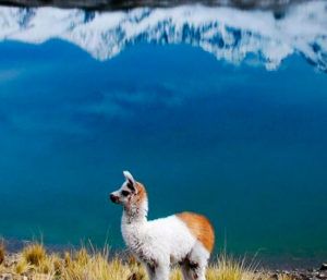 bolivia