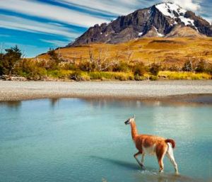 patagonia