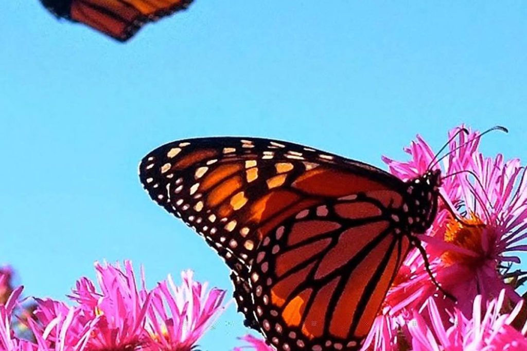 mariposa monarca