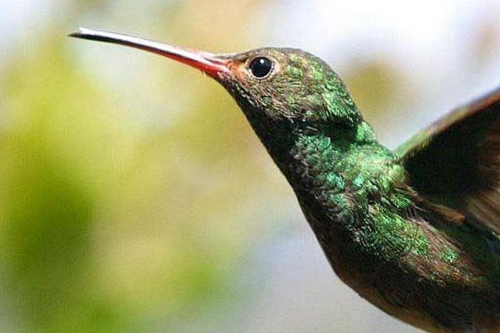 observación de aves
