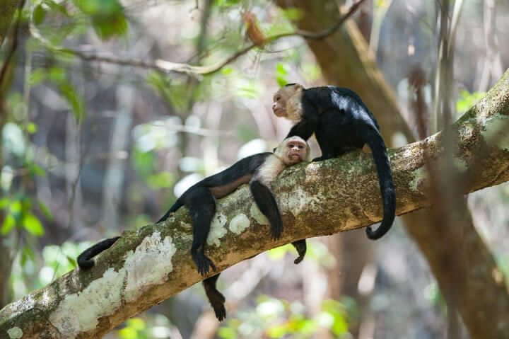 monos capuchinos de cara blanca