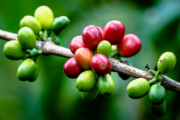 Cafe Colombia