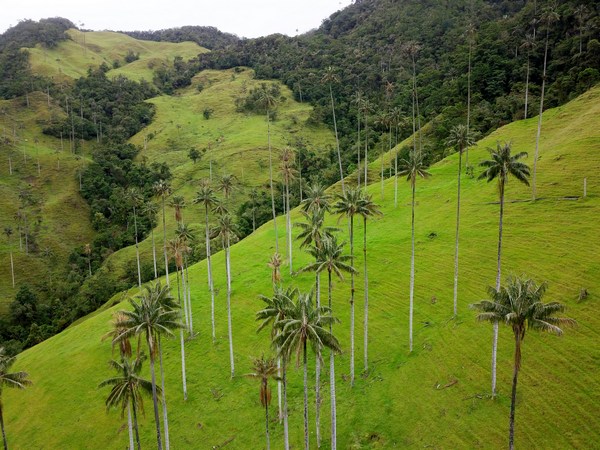 Cocora Salento