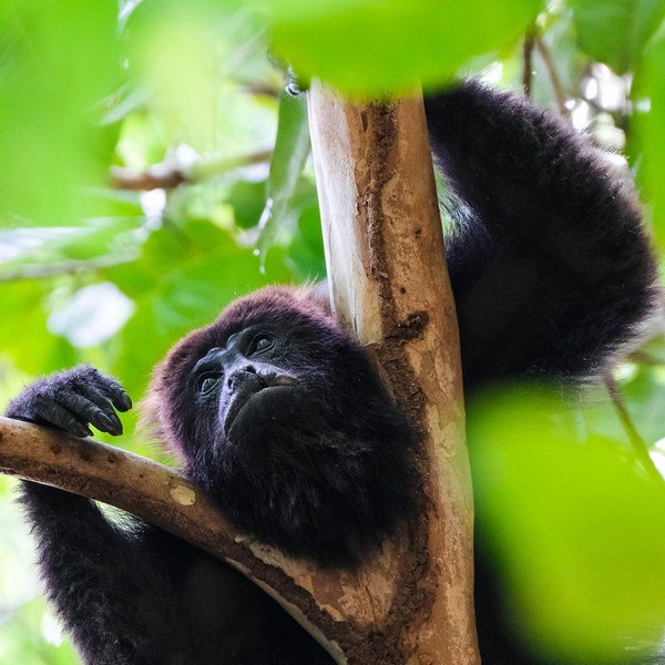 Monoaullador Guatemala