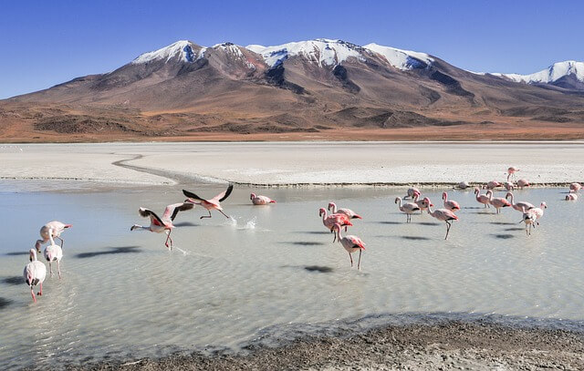 Altiplano Bolivia