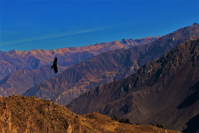Cañón del Colca