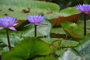 Flor